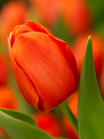 Лале Orange Cassini